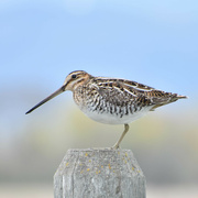 5th May 2022 - Wilson's Snipe