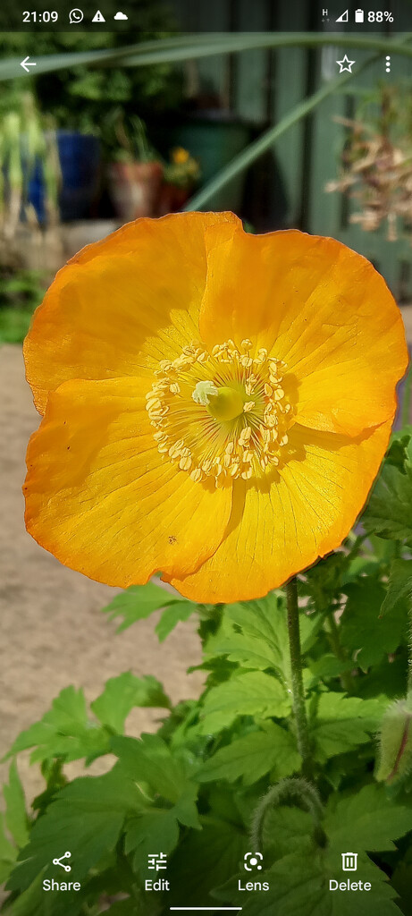 Welsh poppy by 365projectorgjoworboys