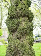6th May 2022 - Knarled tree