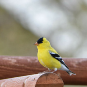 4th May 2022 - Mr. Goldfinch