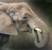 6th May 2022 - Elephant for Textures