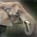 Elephant for Textures by jgpittenger