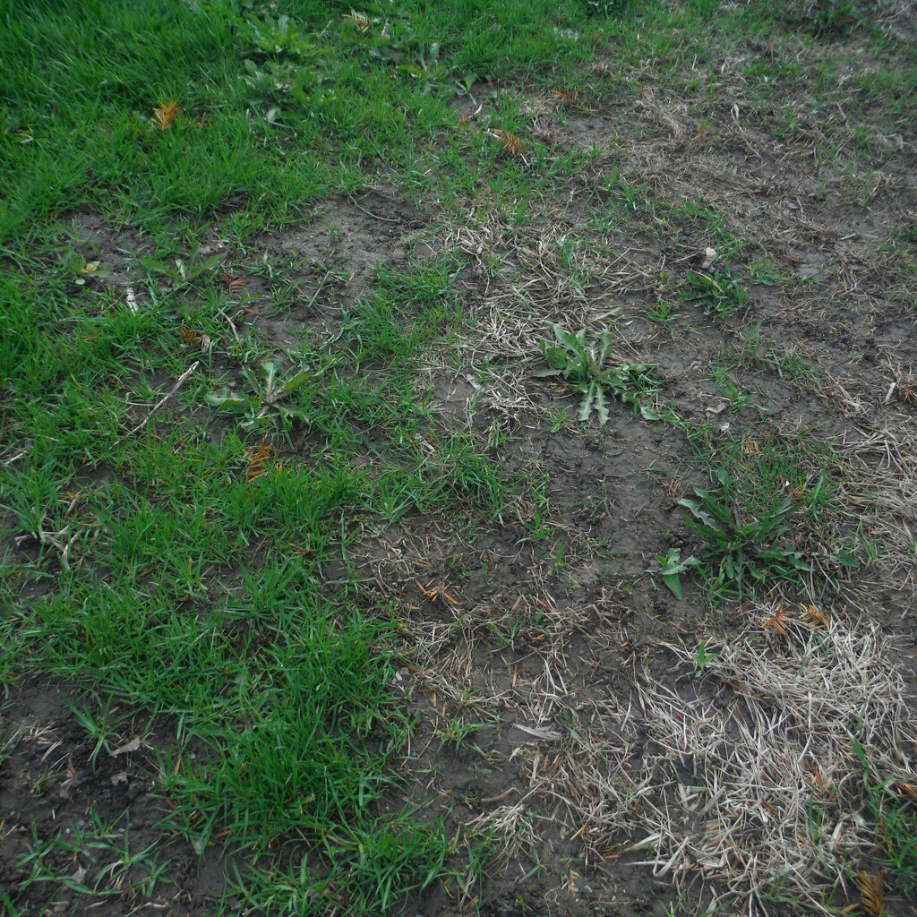 Grass or Mud? by spanishliz