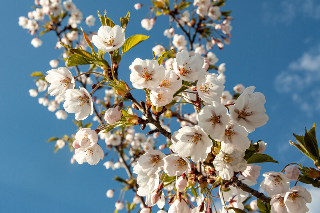 Cherry blossom by daryavr