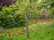 3rd May 2022 - Naturalising tulips