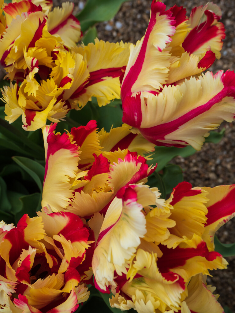 red and yellow tulips by josiegilbert