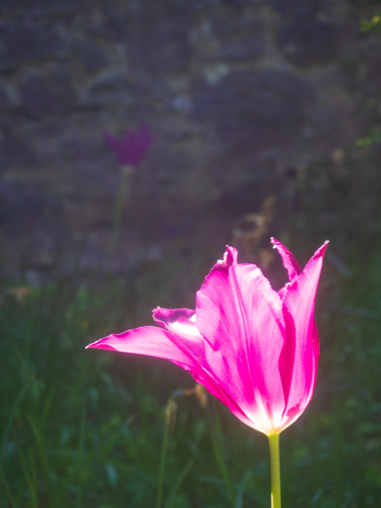 lilac tulip by josiegilbert