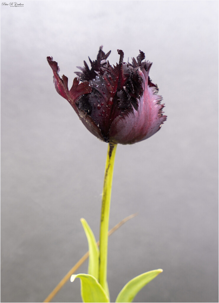 Dark Tulip by pcoulson