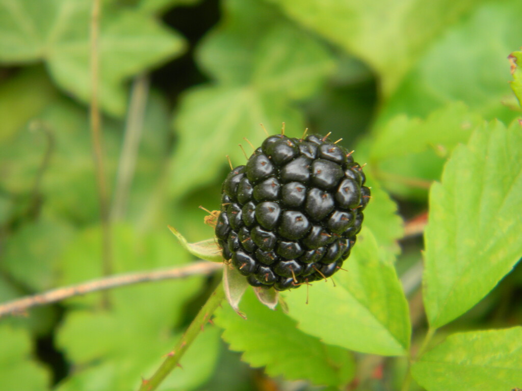 Blackberry  by sfeldphotos