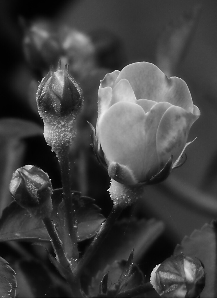 The wild roses are budding... by marlboromaam