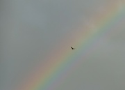 25th Apr 2022 - Can birds see rainbows 