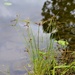  Sunlit Lakeside Grasses ~   by happysnaps