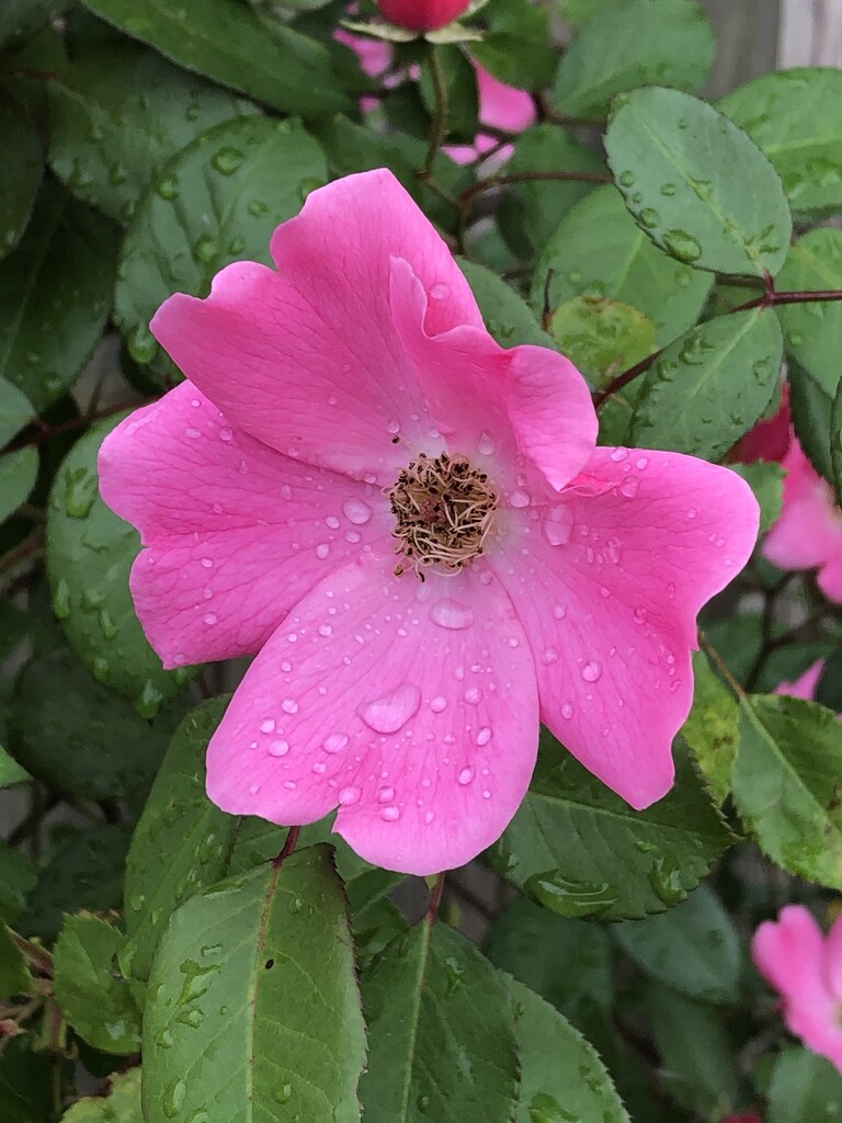 Raindrops on roses by homeschoolmom