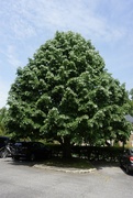 7th May 2022 - A Silver Linden Tree
