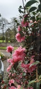 6th May 2022 - Camellia 