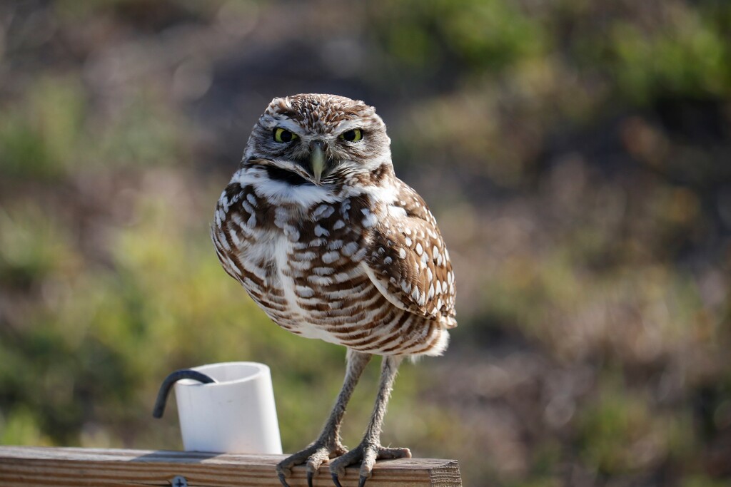 Burrowing owl - sure I'll pose for a picture. by jdraper
