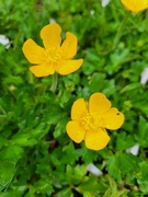 6th May 2022 - Buttercups