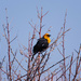 yellow headed by aecasey