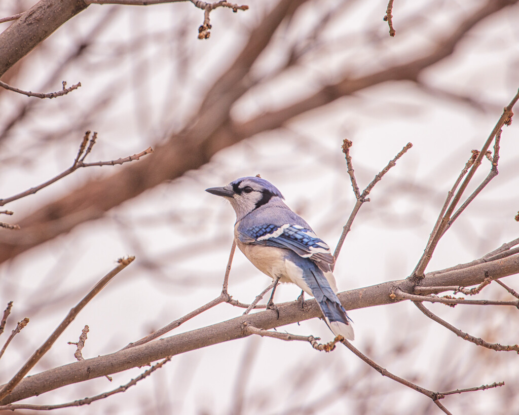 blue jay by aecasey