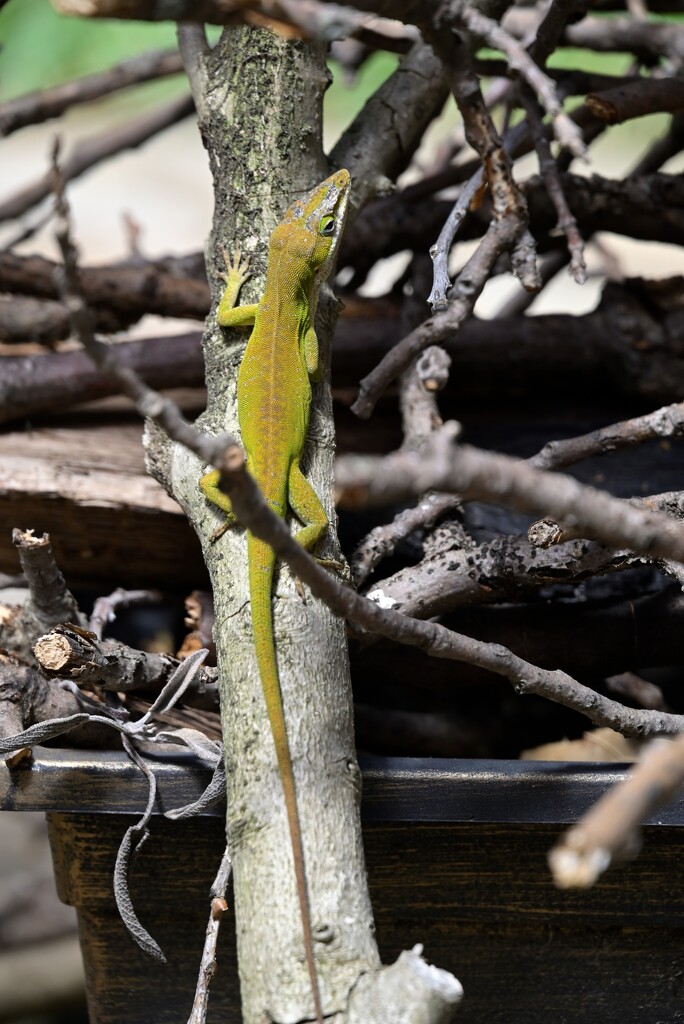An Anole on Kindling by metzpah
