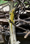 5th May 2022 - An Anole on Kindling