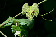6th May 2022 - Wasp on Grape Leaves