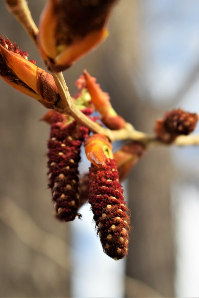 Cottonwood catkin (male) by sandlily