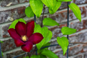 5th May 2022 - Clematis