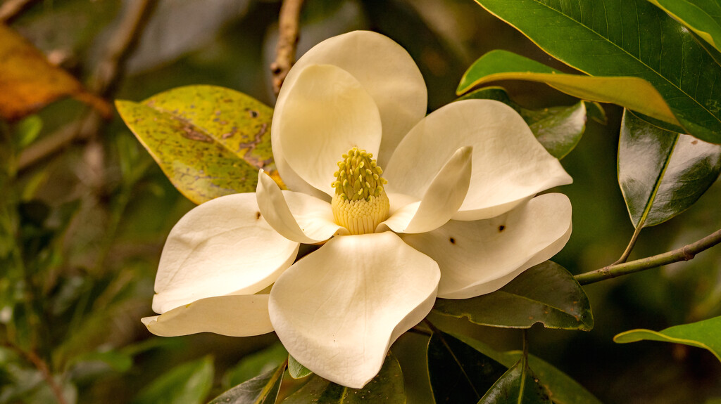 Magnolia Flower! by rickster549