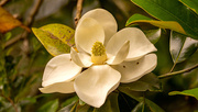 6th May 2022 - Magnolia Flower!