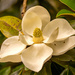Magnolia Flower! by rickster549