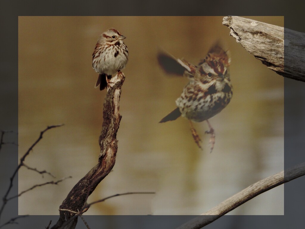 Song sparrow edit by amyk