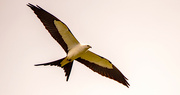 6th May 2022 - Swallowtail Kite!