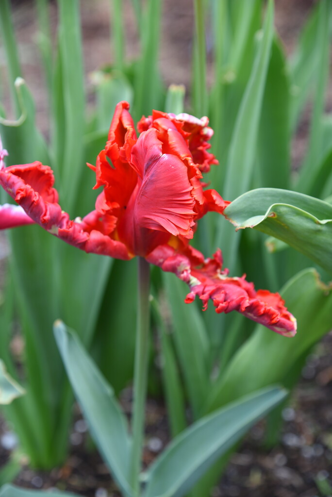 Rococo Parrot Tulip by mamabec