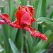 Rococo Parrot Tulip by mamabec