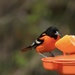 Orioles are back! by frantackaberry