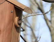 2nd May 2022 - House Wren