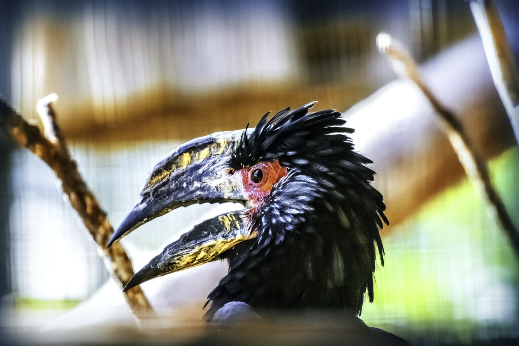 A very loud Trumpeter Hornbill by ludwigsdiana