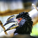 A very loud Trumpeter Hornbill by ludwigsdiana