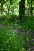 4th May 2022 - walk in the woods