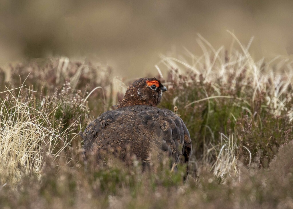 Red Grouse by shepherdmanswife