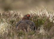 6th May 2022 - Red Grouse