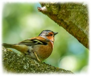 7th May 2022 - Chaffinch