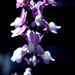 linaria by blueberry1222