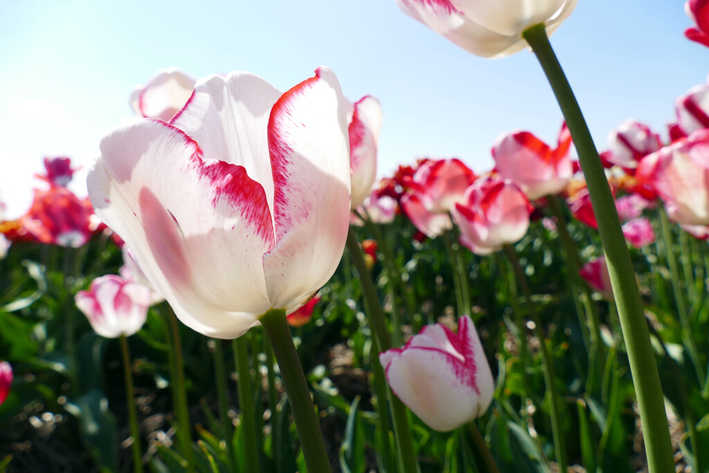pink tulips by marijbar