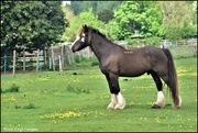 7th May 2022 - One of the rescue horses