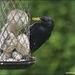Sticky beak Starling by rosiekind