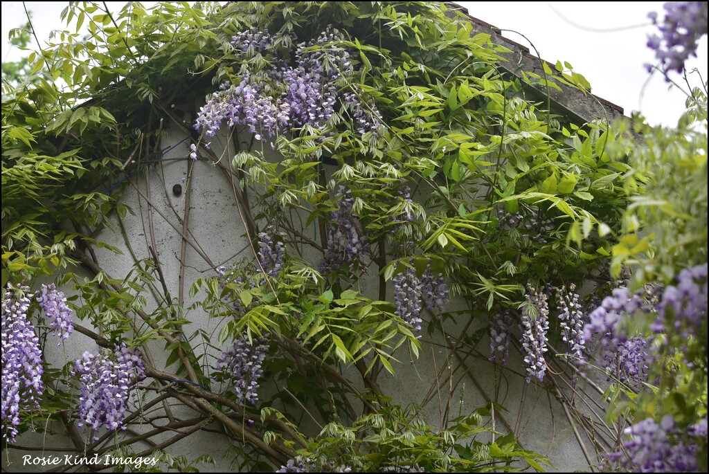 Wisteria on the garage roof by rosiekind