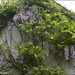 Wisteria on the garage roof