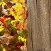 Autumn In The Vineyard DSC_1384 by merrelyn